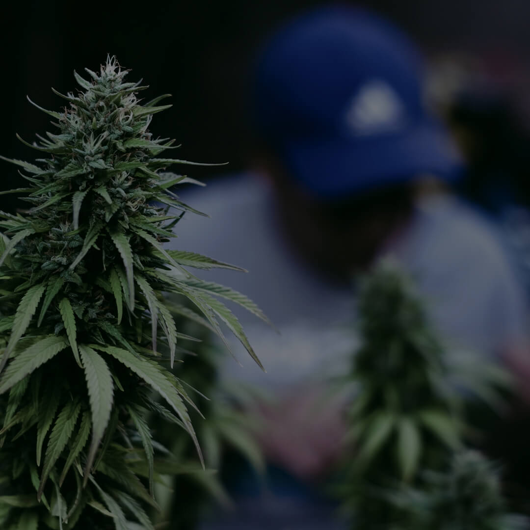 st petersburg florida weed charge lawyers- fletcher and fletcher